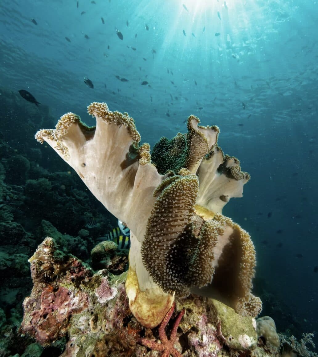 Kurs PADI Advanced Open Water