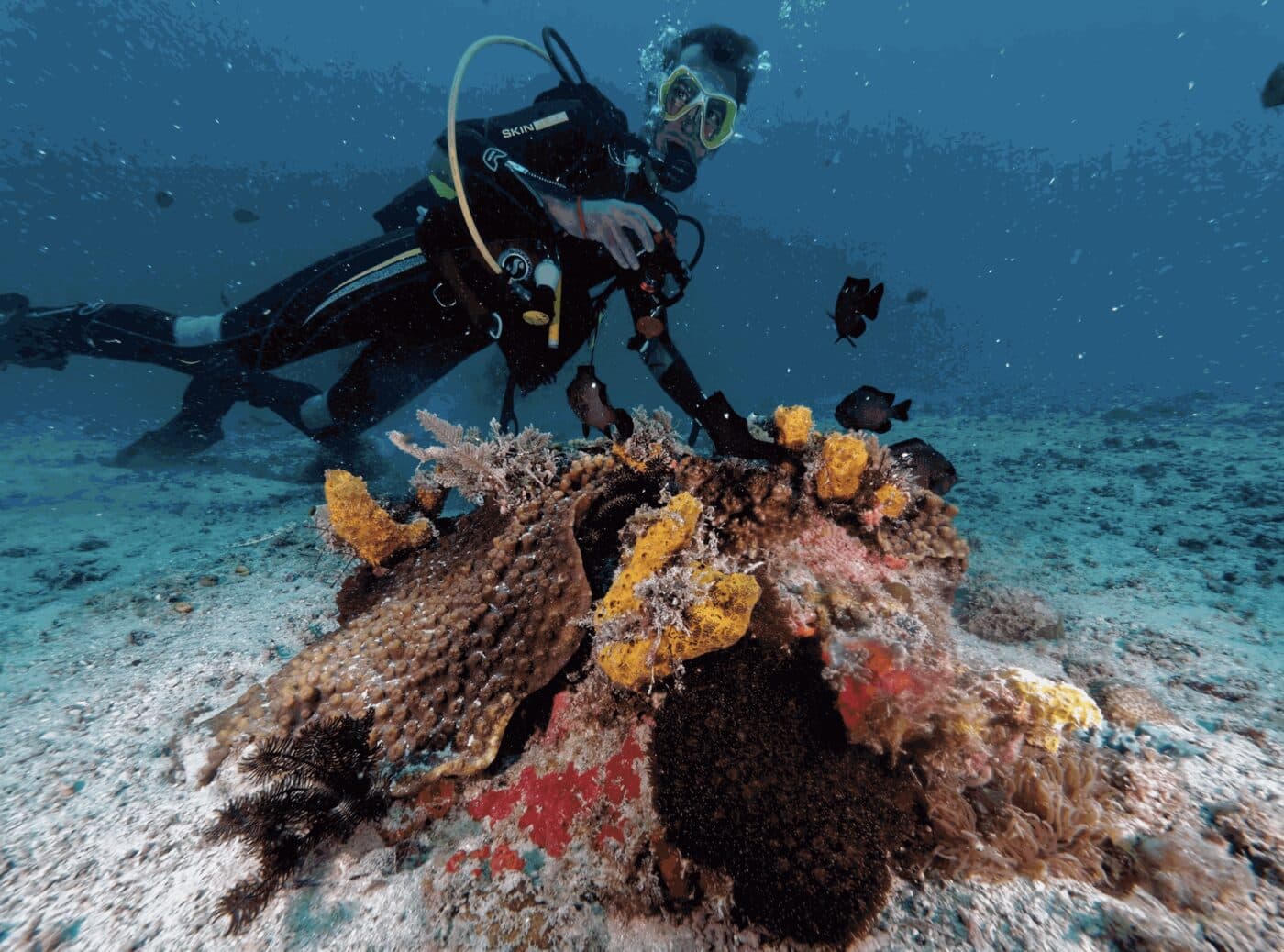 Discovery Dive - pierwsze nurkowanie