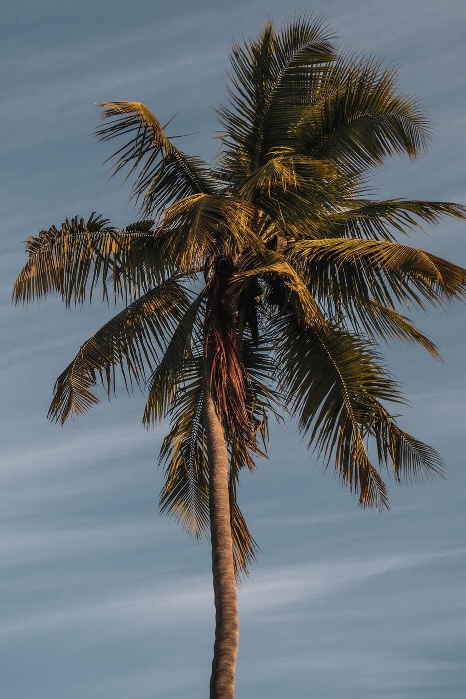 Palma na tle błękitnego nieba Zanzibaru