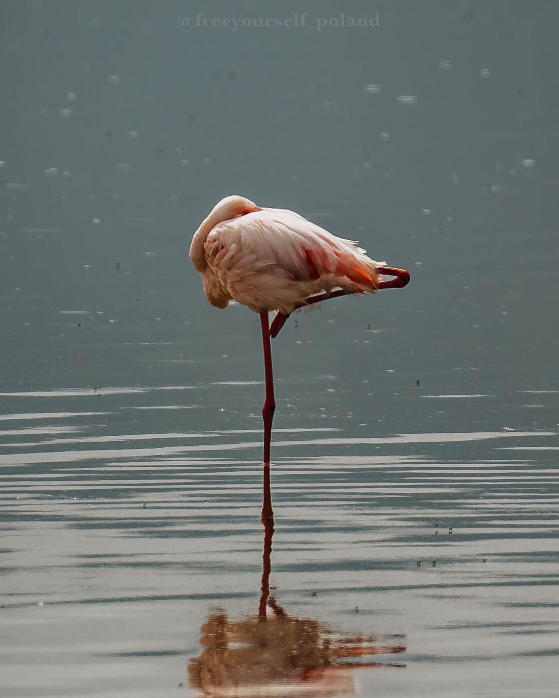 Flamingi na safari w Tanzanii