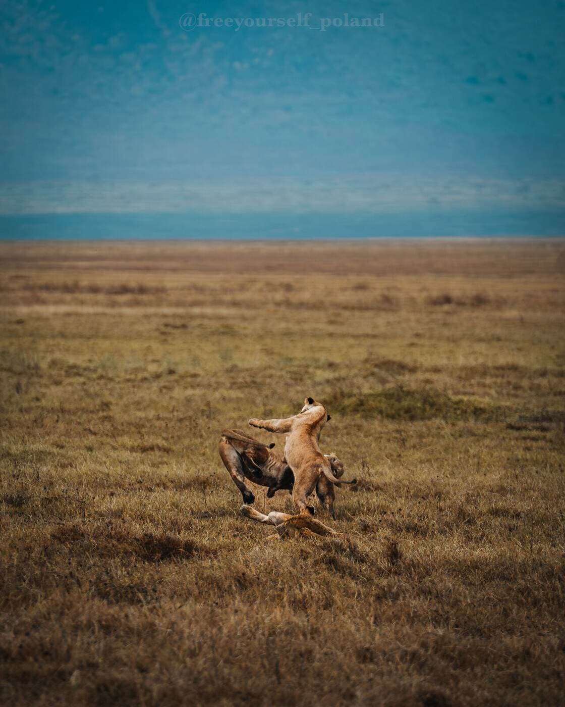 Młode lwy na sawannie podczas safari